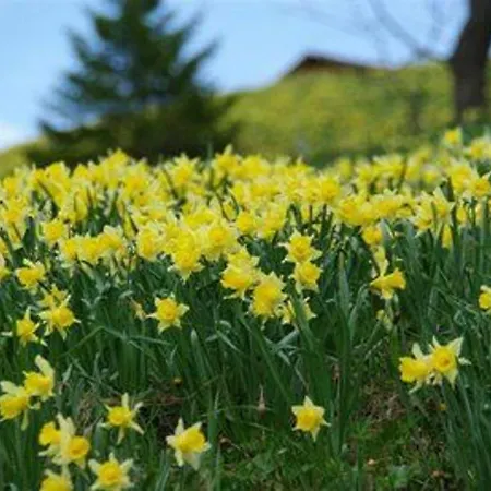 Confortable En Pleine Nature Avec Cheminee Et Acces Direct Aux Sentiers, Proche Et - Fr-1-589-124 Dom wakacyjny Gérardmer