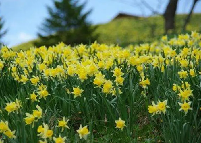 Confortable En Pleine Nature Avec Cheminee Et Acces Direct Aux Sentiers, Proche Et - Fr-1-589-124 Prázdninový dům Gérardmer